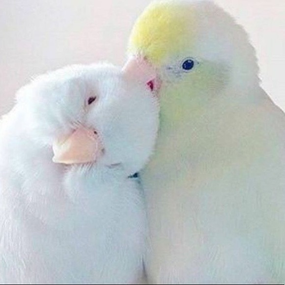 Meet your Posher, Ashianna - Picture 1 of 1